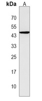 KERA Antibody