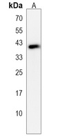 Serpin E2 Antibody