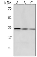 GLIPR1L2 Antibody