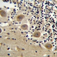 Anti-BEND6 Antibody