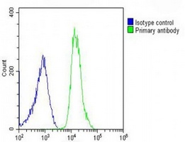 Anti-PREX1 Antibody