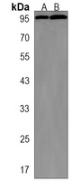 WDR3 Antibody