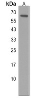 FAM83D Antibody