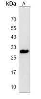 SOX15 Rabbit Polyclonal Antibody