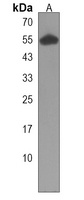 RASSF10 Antibody