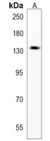 SETD1B Antibody