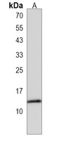 HIST1H2AA Rabbit Polyclonal Antibody