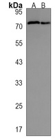 C12orf56 Rabbit Polyclonal Antibody