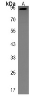 PCDHB14 Rabbit Polyclonal Antibody