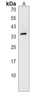OR51Q1 Antibody