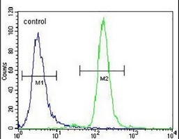 Anti-CCNYL3 Antibody