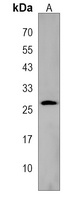 FAM109A Antibody