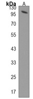 TAF4B Antibody