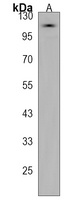 PCDHAC2 Rabbit Polyclonal Antibody