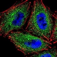 Anti-PCDHAC2 Antibody