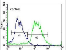 Anti-PCDHAC2 Antibody