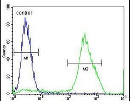 Anti-MBD3L3 Antibody