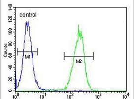 Anti-ZMYND10 Antibody