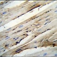 CD15 Antibody