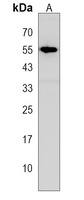 TUBA1C Rabbit Polyclonal Antibody