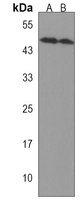 FOXA2 Antibody