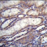 FOXA2 Antibody