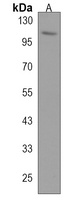 PCDHA8 Antibody