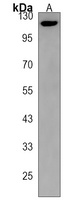 PCDHGA8 Antibody