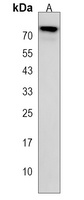 OTOP1 Antibody
