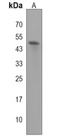 LIPK Antibody