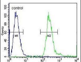 Anti-PABPN1L Antibody