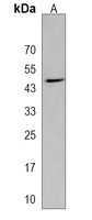 SH2D4B Antibody