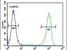 Anti-GPM6B Antibody