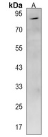 Semaphorin 3G Rabbit Polyclonal Antibody