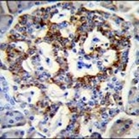 Anti-Semaphorin 3G Antibody
