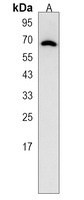 Collagen 13 alpha 1 Antibody