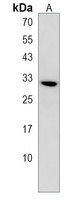 TNFAIP8L3 Antibody