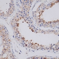 VSIG8 Antibody