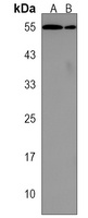 LRRC6 Antibody
