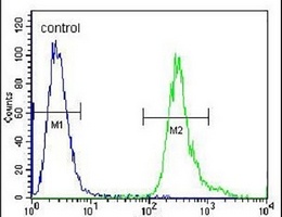 Anti-LRRC6 Antibody