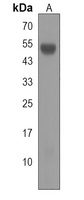 Carboxypeptidase A3 Rabbit Polyclonal Antibody