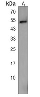 TOR4A Rabbit Polyclonal Antibody