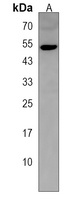 TTC23L Antibody