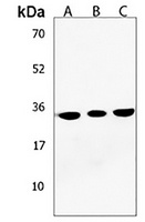 CLEC12B Antibody