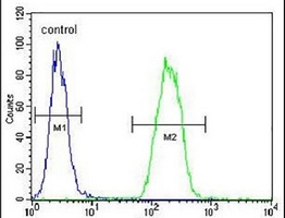 Anti-SNX24 Antibody