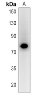 SCEL Antibody