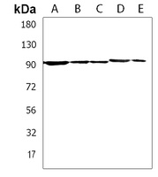 RSBN1 Rabbit Polyclonal Antibody