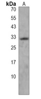DTWD1 Antibody