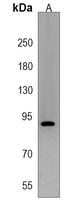 DCDC5 Antibody