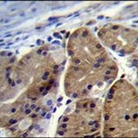 DCDC5 Antibody